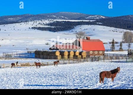 Pferde und eine Holzscheune mit rotem Dach im Schneeschuhbach Tal im Winter bei avon, montana Stockfoto