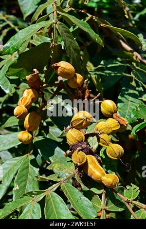 Gelbe Früchte (Inga vera) und Blätter am Baum Stockfoto