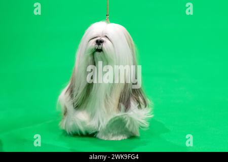 Langhaariger Lhasa Apso Hund bei einer Hundeshow Stockfoto