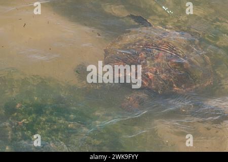 Meeresschildkröte schwimmen am Rande eines Strandes in Santa Catarina in Brasilien, Schildkröte im Wasser, Cheloniidae. Stockfoto