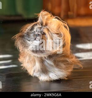 Langhaarige Shih Tzu schüttelt mit fliegenden Haaren Stockfoto