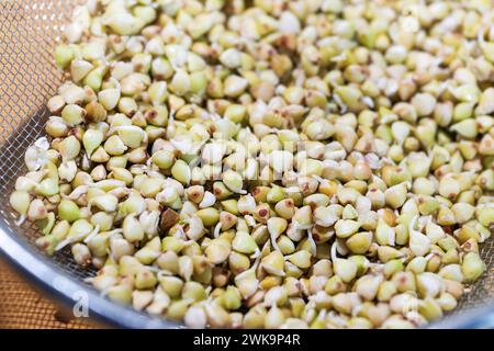 Gekeimte Buchweizensamen in einem Küchensieb, gesunde hausgemachte Sprossen mit Vitaminen, Ballaststoffen, Proteinen und Antioxidantien, Nahaufnahme, Copy sp Stockfoto