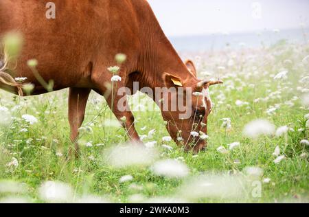 Eine rote Kuh weidet auf einer Blumenwiese. Stockfoto