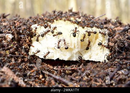 Ameisen kriechen aktiv in verschiedene Richtungen auf einer weißen Rolle, die auf einem Ameisenhügel liegt. Stockfoto