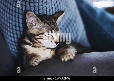 Porträt eines Tabby-Kätzchens, das gut auf dem Sofa schläft Stockfoto