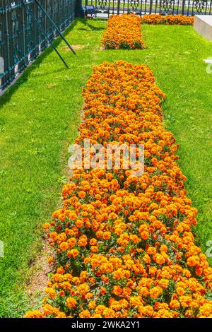 Ringelblumen Blumenbeet mit wunderschönen leuchtend orangen Blumen und grünem Gras Stockfoto