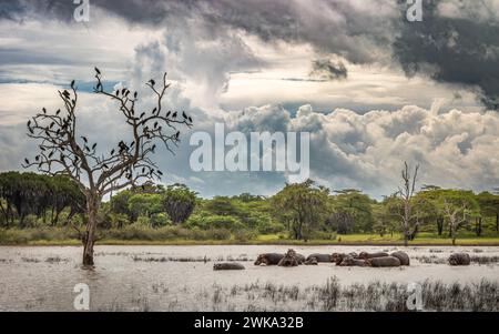 Eine Aufblähung oder Herde von Nilschnabelstörchen neben afrikanischen Steinbrüchen auf einem toten Baum im Nyerere National Park (Selous Game Reserve) im Süden von Tansa Stockfoto