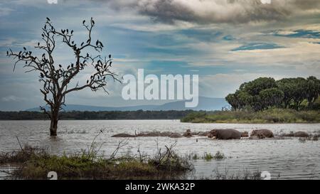 Eine Aufblähung oder Herde von Nilschnabelstörchen neben afrikanischen Steinbrüchen auf einem toten Baum im Nyerere National Park (Selous Game Reserve) im Süden von Tansa Stockfoto