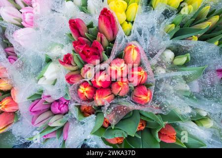 Farbenfrohe, in Zellophan gewickelte rote Tulpen, bedeckt mit einem Nebel aus feinen Regentropfen Stockfoto