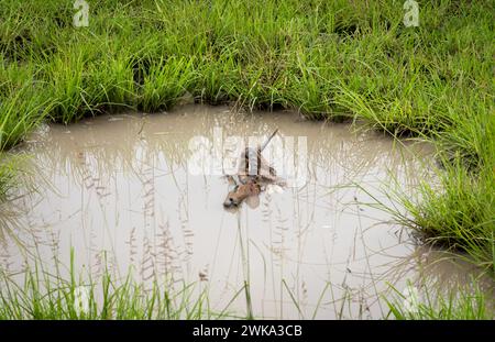 Der Kadaver eines männlichen Impalas (aepyceros melampus), der von einer gefleckten Hyäne im Nyerere-Nationalpark (Selous Game Reserve) im Süden von T in einem Wtare-Loch hinterlassen wurde Stockfoto