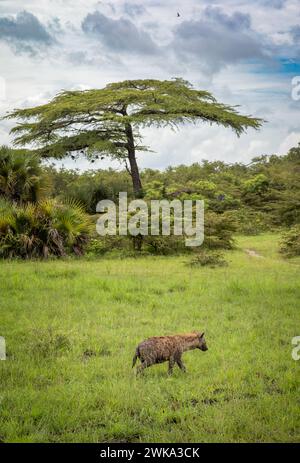 Eine gefleckte Hyäne (crocuta crocuta) klettert aus einem Wasserloch im Nyerere-Nationalpark (Selous Game Reserve) im Süden Tansanias. Stockfoto