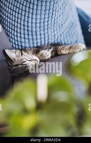 Porträt eines Tabby-Kätzchens, das gut auf dem Sofa schläft Stockfoto