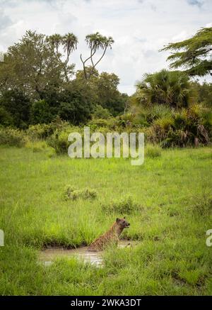 Eine gefleckte Hyäne (crocuta crocuta) bewacht den Kadaver eines toten Impalas in einem Wasserloch im Nyerere National Park (Selous Game Reserve) im Süden von Tansa Stockfoto