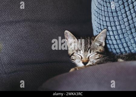 Porträt eines Tabby-Kätzchens, das gut auf dem Sofa schläft Stockfoto