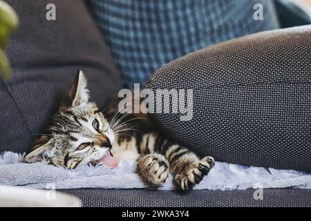 Porträt eines Tabby-Kätzchens, das gut auf dem Sofa schläft Stockfoto