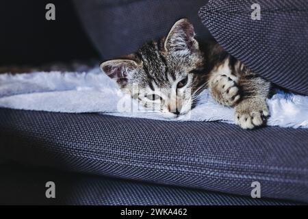 Porträt eines Tabby-Kätzchens, das gut auf dem Sofa schläft Stockfoto