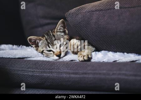 Porträt eines Tabby-Kätzchens, das gut auf dem Sofa schläft Stockfoto