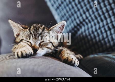 Porträt eines Tabby-Kätzchens, das gut auf dem Sofa schläft Stockfoto