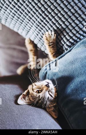 Porträt eines Tabby-Kätzchens, das gut auf dem Sofa schläft Stockfoto