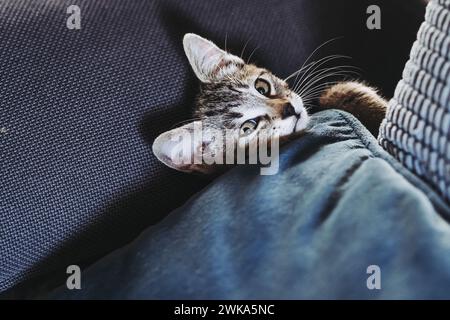 Porträt eines Tabby-Kätzchens, das gut auf dem Sofa schläft Stockfoto