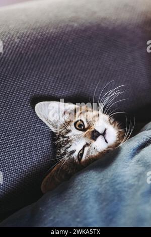 Porträt eines Tabby-Kätzchens, das gut auf dem Sofa schläft Stockfoto