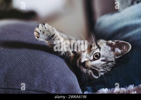 Porträt eines Tabby-Kätzchens, das gut auf dem Sofa schläft Stockfoto