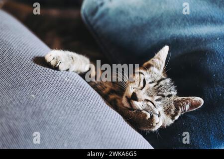 Porträt eines Tabby-Kätzchens, das gut auf dem Sofa schläft Stockfoto