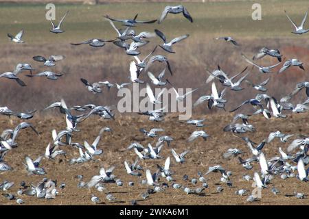 Ländliches Mosaik. Taubenflug. Unordentliche Formation. Stockfoto