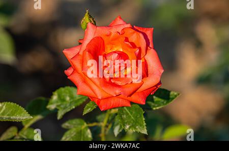 Eine rosa Rose blüht im Schaffhauser Rosengarten. (Schaffhausen, Schweiz, 16.06.2023) Stockfoto