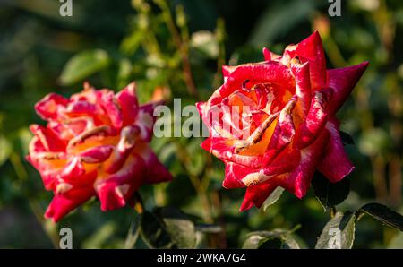 Eine zweifarbige Rose blüht im Schaffhauser Rosengarten. (Schaffhausen, Schweiz, 16.06.2023) Stockfoto