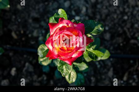 Eine zweifarbige Rose blüht im Schaffhauser Rosengarten. (Schaffhausen, Schweiz, 16.06.2023) Stockfoto