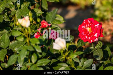 Eine zweifarbige Rose blüht im Schaffhauser Rosengarten. (Schaffhausen, Schweiz, 16.06.2023) Stockfoto