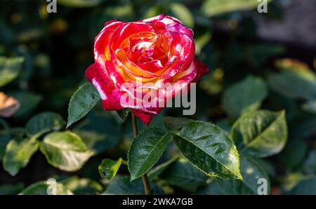 Eine zweifarbige Rose blüht im Schaffhauser Rosengarten. (Schaffhausen, Schweiz, 16.06.2023) Stockfoto