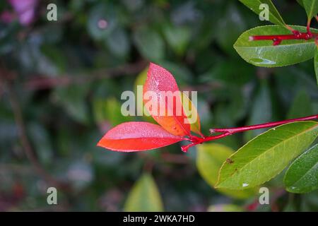 Rote und grüne Blätter eines Photinia fraseri Rote robin Strauchs, nach dem Regen Stockfoto