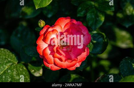 Eine zweifarbige Rose blüht im Schaffhauser Rosengarten. (Schaffhausen, Schweiz, 16.06.2023) Stockfoto