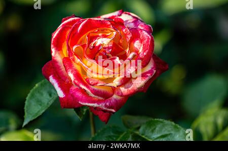 Eine zweifarbige Rose blüht im Schaffhauser Rosengarten. (Schaffhausen, Schweiz, 16.06.2023) Stockfoto