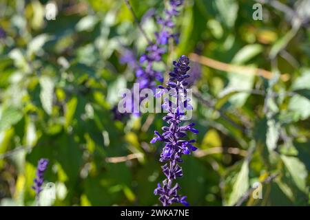 Salbei, oder blaue Blüten der Salvia farinacea, in Piräus, Griechenland Stockfoto