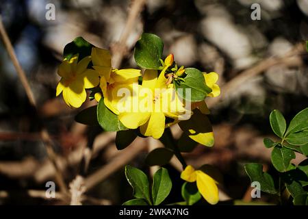 Winterjasmin oder Jasminum nudiflorum, gelbe Blüten Stockfoto