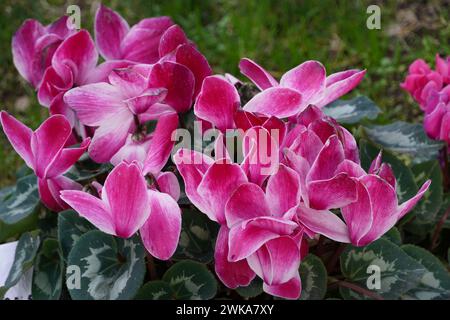 Cyclamen persicum Pflanze mit rosa, weißen Blüten Stockfoto