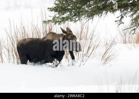 Elche ( Alces alces ) im Winter, junger Stier, verlorene Geweihe, Streifen durch den typischen Lebensraum, wandern durch tiefen Schnee, Yellowstone NP, USA. Stockfoto