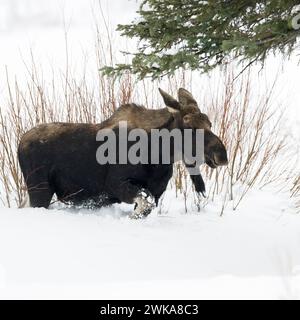 Elche ( Alces alces ) im Winter, junger Stier, verlorene Geweihe, Streifen durch den typischen Lebensraum, wandern durch tiefen Schnee, Yellowstone NP, USA. Stockfoto