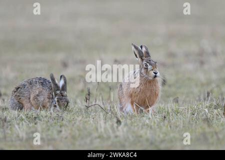 Braunhasen / Europäischer Hasen ( Lepus europaeus ), zwei zusammen, sitzen auf Gras, einer füttert, der andere beobachtet, sieht lustig aus, Tierwelt, Europ Stockfoto