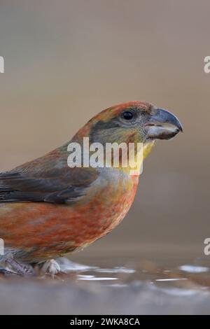 Nahaufnahme eines männlichen Papageienkreuzschnabelers ( Loxia pytyopsittacus ), der an einer natürlichen Pfütze sitzt (Wildtiere). Stockfoto