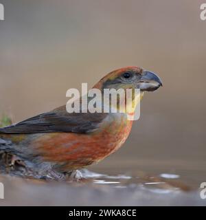 Nahaufnahme eines männlichen Papageienkreuzschnabelers ( Loxia pytyopsittacus ), der an einer natürlichen Pfütze sitzt (Wildtiere). Stockfoto