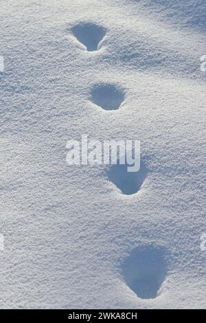 Tierspur eines Rotfuchs ( Vulpes vulpes ) im Winter, Wandern durch tiefen Schnee, Yellowstone NP, Wyoming, USA. Stockfoto