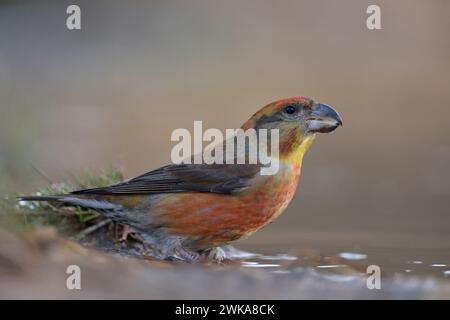 Nahaufnahme eines männlichen Papageienkreuzschnabelers ( Loxia pytyopsittacus ), der an einer natürlichen Pfütze sitzt (Wildtiere). Stockfoto