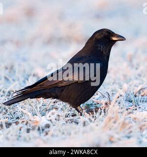 Aas-Krähe (Corvus Corone) im Winter, sitzend auf rauhfrostigem Ackerland, erstes Morgenlicht, glitzernde Gefieder-Farben, Tierwelt, Europa. Stockfoto