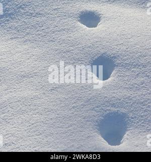 Tierspur eines Rotfuchs ( Vulpes vulpes ) im Winter, Wandern durch tiefen Schnee, Yellowstone NP, Wyoming, USA. Stockfoto