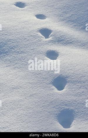 Tierspur eines Rotfuchs ( Vulpes vulpes ) im Winter, Wandern durch tiefen Schnee, Yellowstone NP, Wyoming, USA. Stockfoto