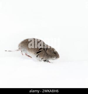 Montane Wühlmaus / Rocky Mountains Wuehlmaus (Microtus Montanus) im Winter, laufen durch den Schnee, Tierwelt, Grand Teton National Park, USA. Stockfoto